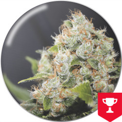 BCN Sour Diesel de Medical Seeds