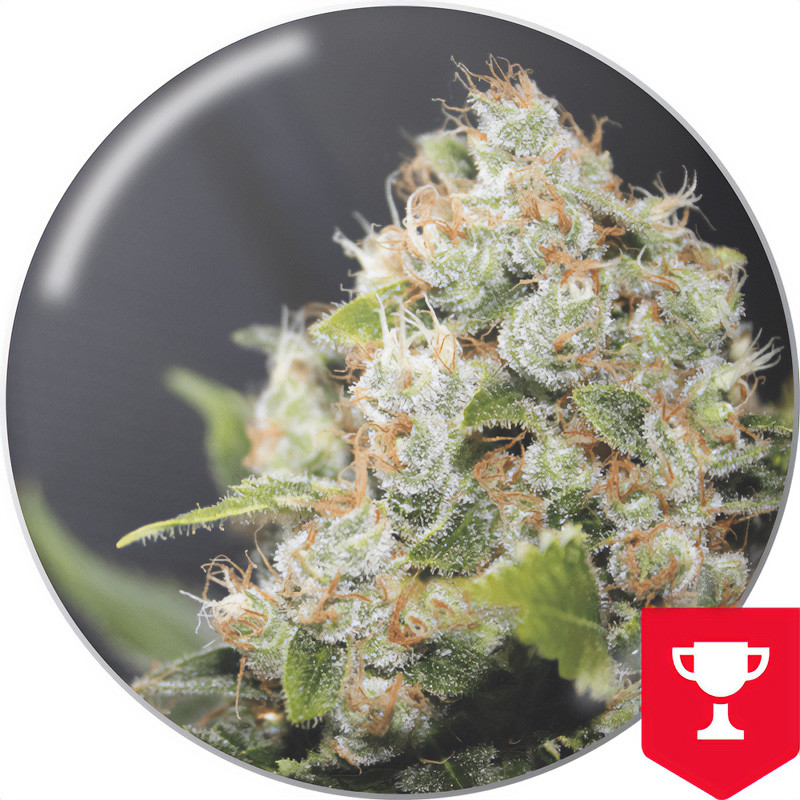 BCN Sour Diesel – Medical Seeds