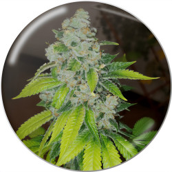 Zkittlez di Medical Seeds