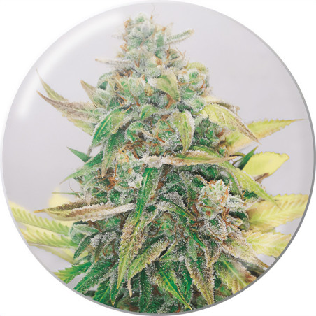 Strawberry Cake von Medical Seeds