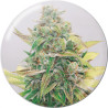 Strawberry Cake - Medical Seeds