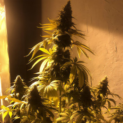 Tarta De Fresa - Medical Seeds