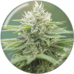 Eboshi CBG de Medical Seeds