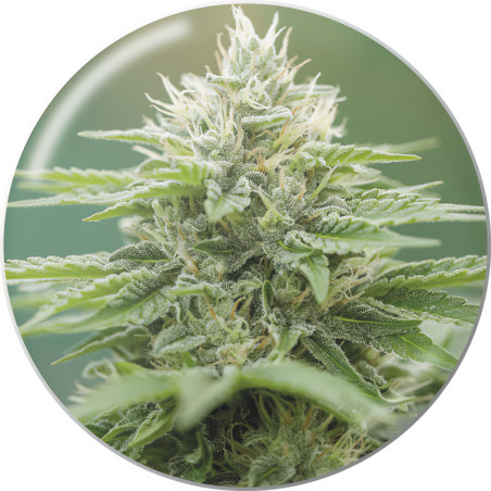 Eboshi CBG di Medical Seeds