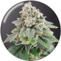 Bluehell CBD di Medical Seeds