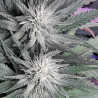 Bluehell CBD – Medical Seeds