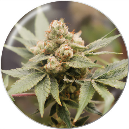 Medizinisches Grape -CBD von Medical Seeds