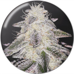 Medical Runntz von Medical Seeds