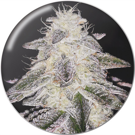 Medical Runntz de Medical Seeds