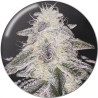 Medical Runntz - Medical Seeds