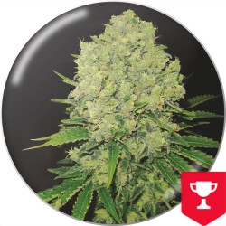 Prozack della Medical Seeds