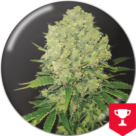 Prozack von Medical Seeds