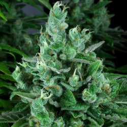 Kandy Kush di DNA Genetics (Privatreservat)