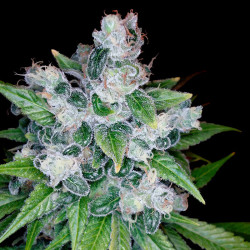 Kandy Kush von Dutch Passion (Privatreservat)