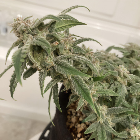 Bubba Kush Auto - Humboldt