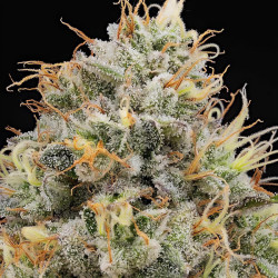 Pinata von Grounded Genetics