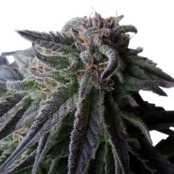 Trichrome der Special Queen 1 von Royal Queen Seeds