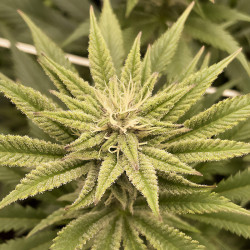 Pflanze von Special Queen 1 von Royal Queen Seeds