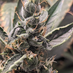 Bud von Northern Light s Auto von Royal Queen Seeds