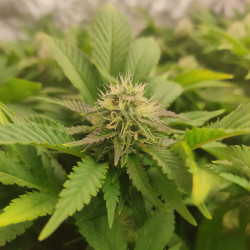 Planta Skunk XL de Royal Queen Seeds para cultivo interior