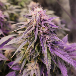 Tête de Critical von Royal Queen Seeds