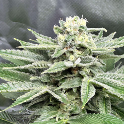 Blühende Pflanze von Special Kush 1 von Royal Queen Seeds