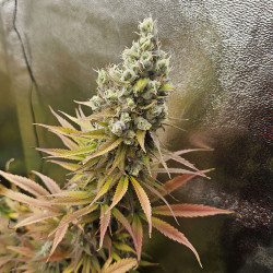 Bubblegum XL -Pflanze von Royal Queen Seeds in voller Blüte