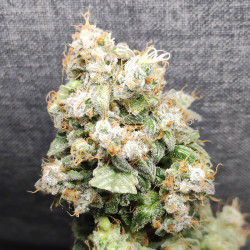 Ernte Kali Dog von Royal Queen Seeds