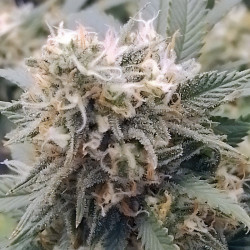 Honey Cream Fast Version von Royal Queen Seeds im Freien