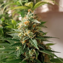 Pineapple Kush von Royal Queen Seeds