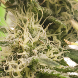 Candy Kush Express Fast Version von Royal Queen Seeds im Freien