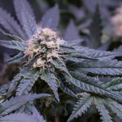 Plant de Critical Kush en Floraison