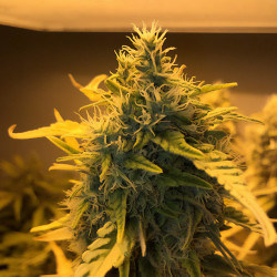 Critical Kush della Royal Queen Seeds indoor