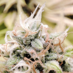 Lemon Shining Silver Haze von Royal Queen Seeds