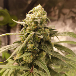 Chocolate Haze von Royal Queen Seeds im Innenbereich