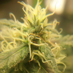 Chocolate Haze Trichromes von Royal Queen Seeds