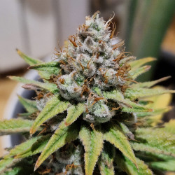 Amnesia Mac Ganja (AMG) von Royal Queen Seeds