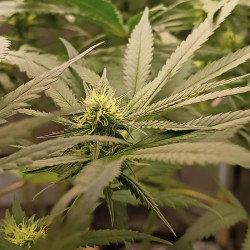 Fette Banana von Royal Queen Seeds im Freien