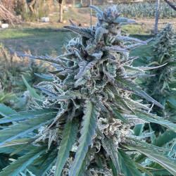 HulkBerry von Royal Queen Seeds im Freien