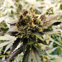 Gelato verde exterior de Royal Queen Seeds