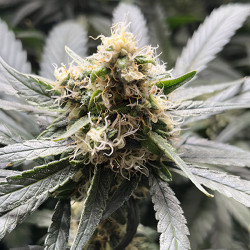 Bud von Sweet ZZ von Royal Queen Seeds