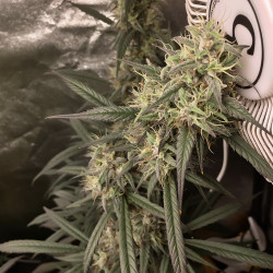 Royal Medic CBD von Royal Queen Seeds