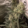 Royal Medic CBD - Royal Queen Seeds