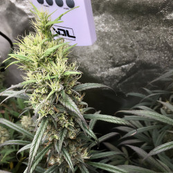 Royal Medic CBD von Royal Queen Seeds