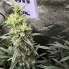 Royal Medic CBD - Royal Queen Seeds