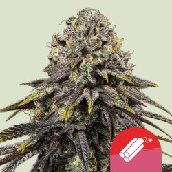 Pflanze Dynamite Diesel von Royal Queen Seeds (Tyson 2.0)