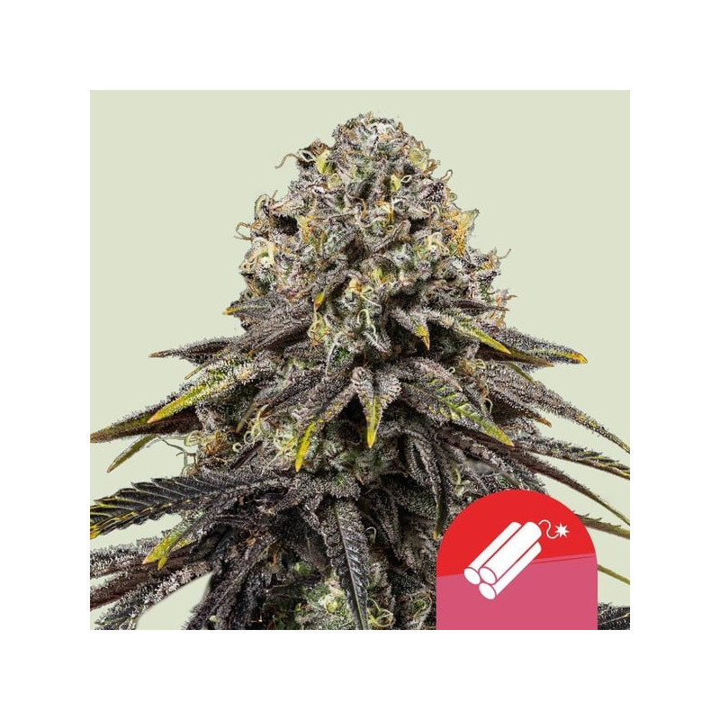 Dynamite Diesel - Royal Queen Seeds (Tyson 2.0)