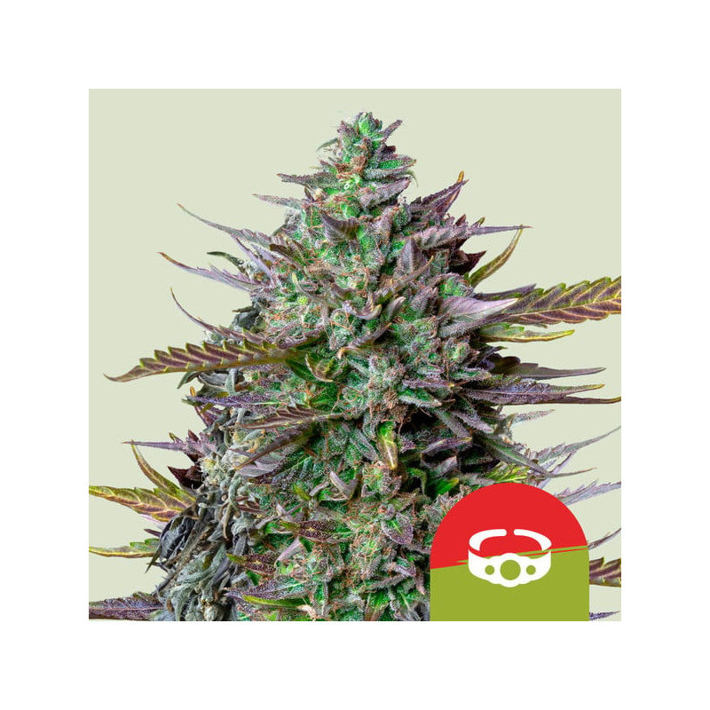 GOAT'lato Auto - Royal Queen Seeds (Tyson 2.0)