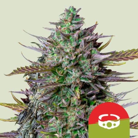 GOAT'lato Auto - Royal Queen Seeds (Tyson 2.0)