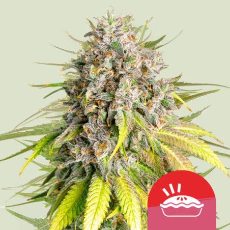 Punch Pie von Royal Queen Seeds (Tyson 2.0)